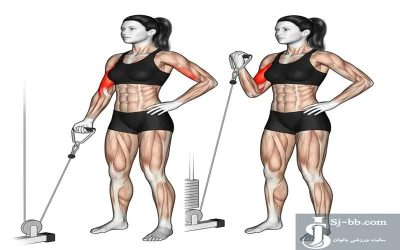 اجرای حرکت جلو بازو سیمکش تک دست برای تقویت عضلات جلو بازو بانوان (Single-Arm Cable Biceps Curl for Strengthening Biceps Muscles)