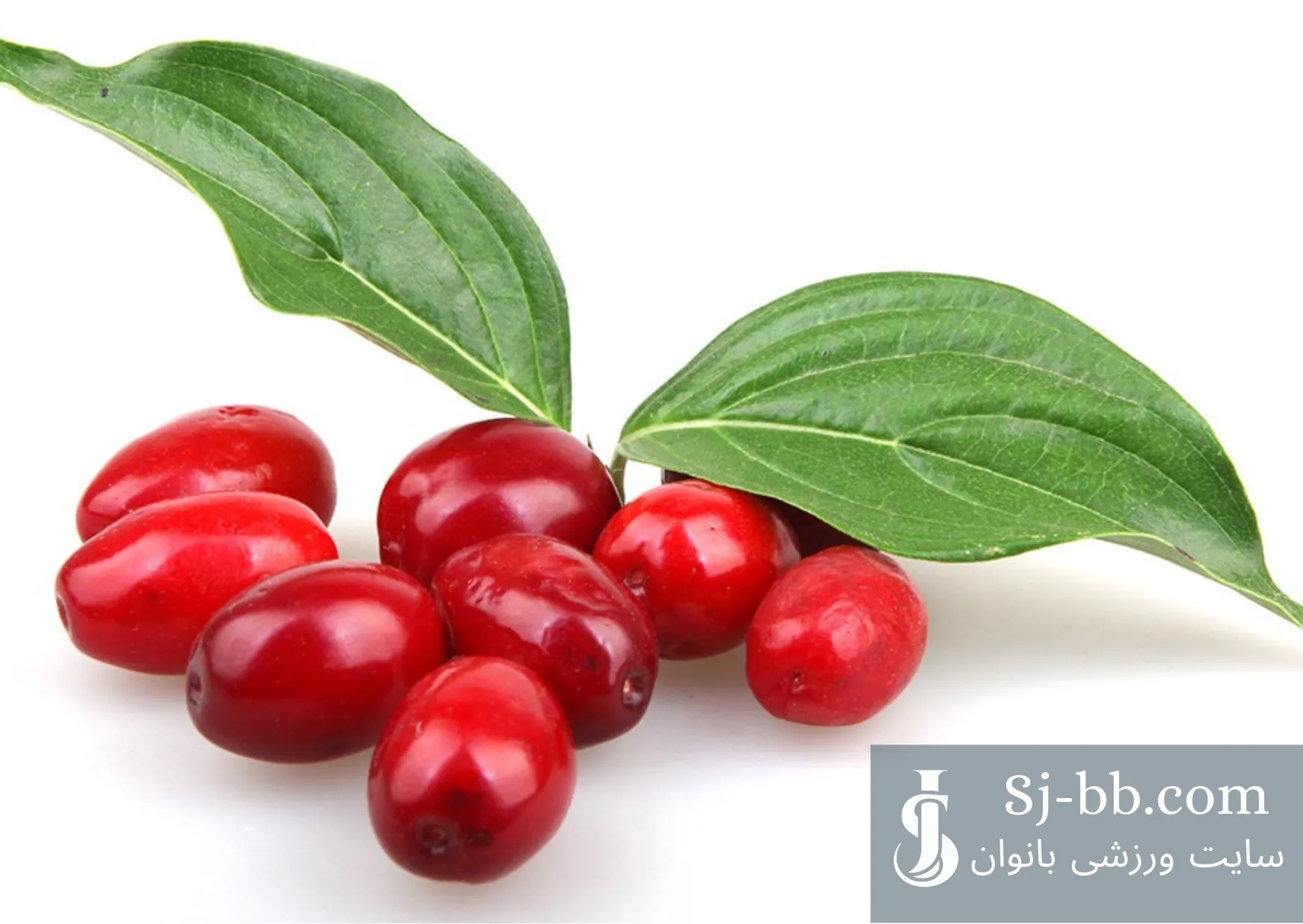 چند عدد زغال اخته - میوه‌ای پر کالری و مناسب برای افزایش وزن