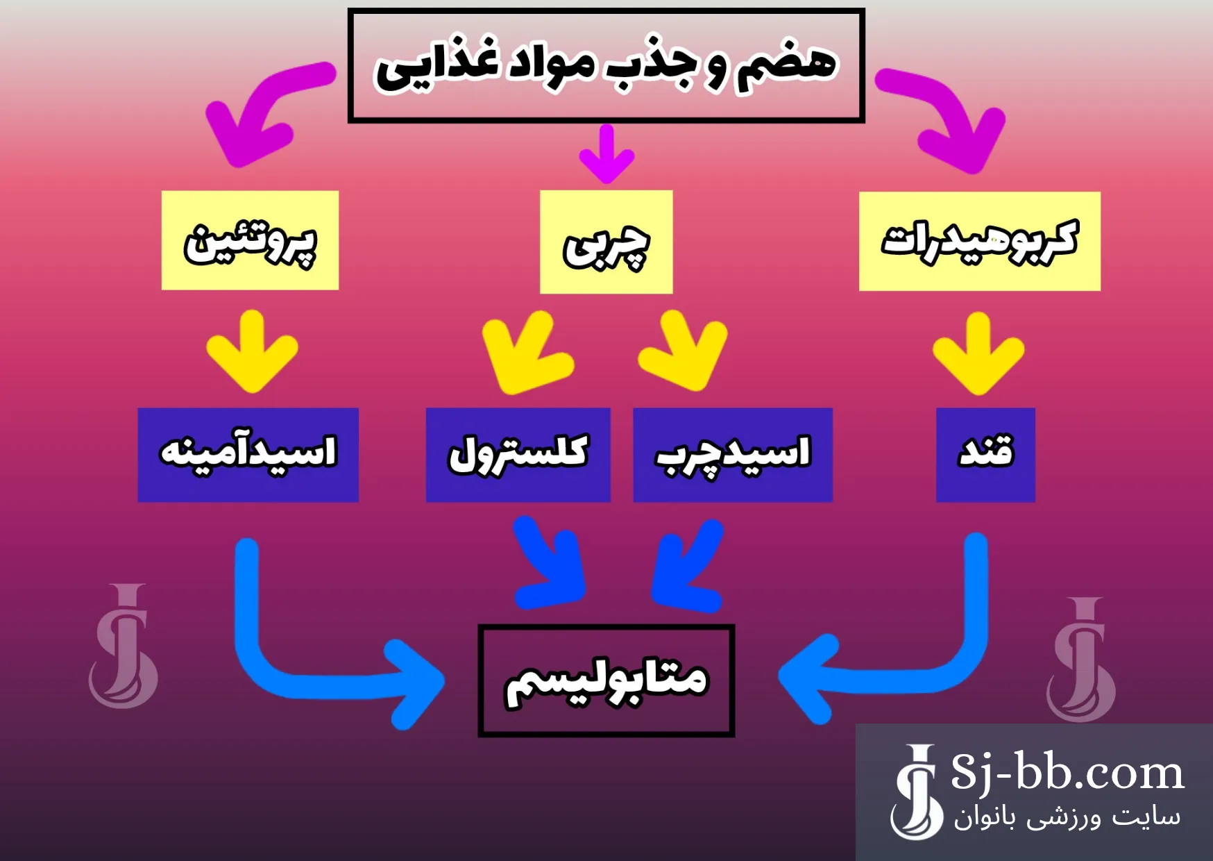 نمودار تاثیرات مواد غذایی بر افزایش متابولیسم