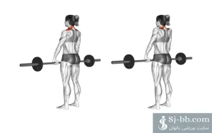 شراگز هالتر